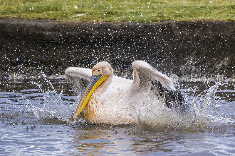 大白鹈鹕(Pelecanus onocrotalus)也被称为东方白鹈鹕、玫瑰色鹈鹕或白鹈鹕是鹈鹕科的一种鸟。肯尼亚纳库鲁湖国家公园的冲洗。